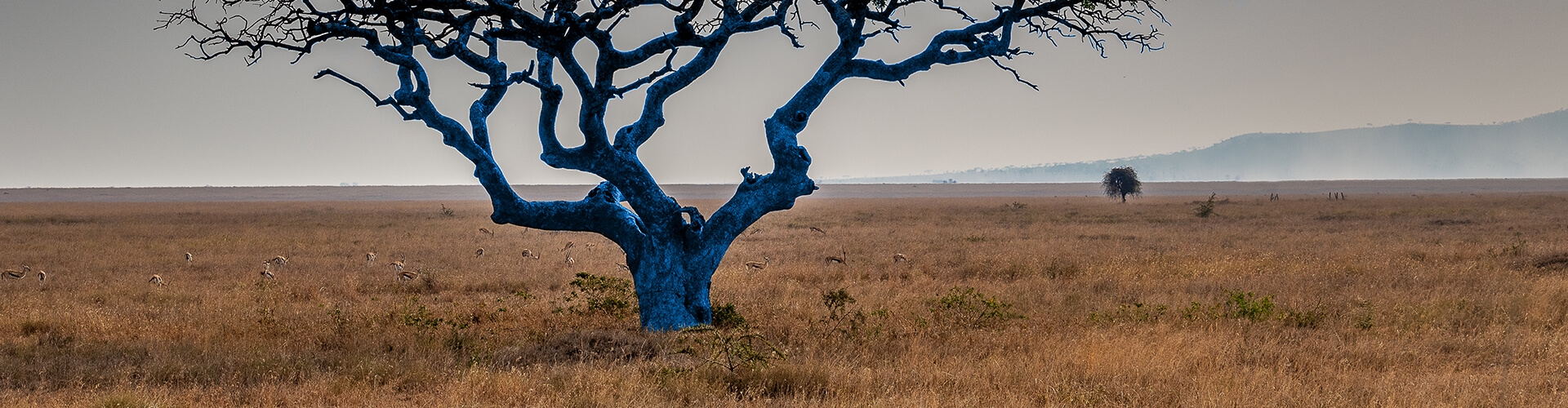 1920x500_banner_savannah