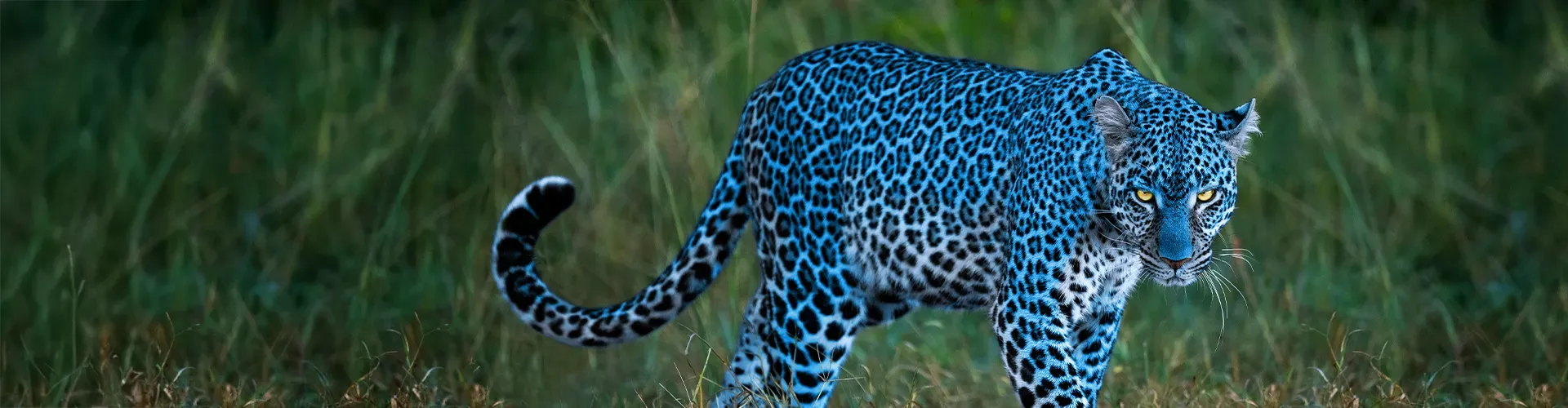 zyxel_img_leopard-why-zyxel_1920x500.webp