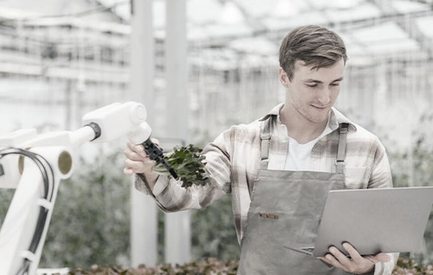 Netherlands smart farming farmer with laptop monitors robotic arm harvesting lettuce in greenhouse using modern agritech.